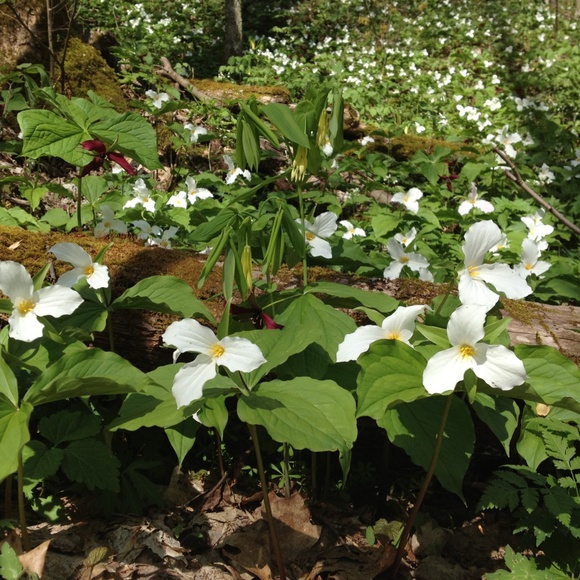 Meet your Posher, Maggie - Picture 2 of 4